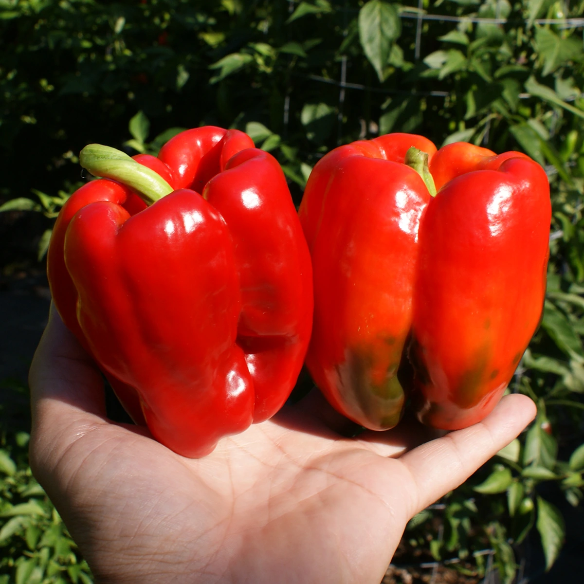 Antep Aci Dolma – Image 2