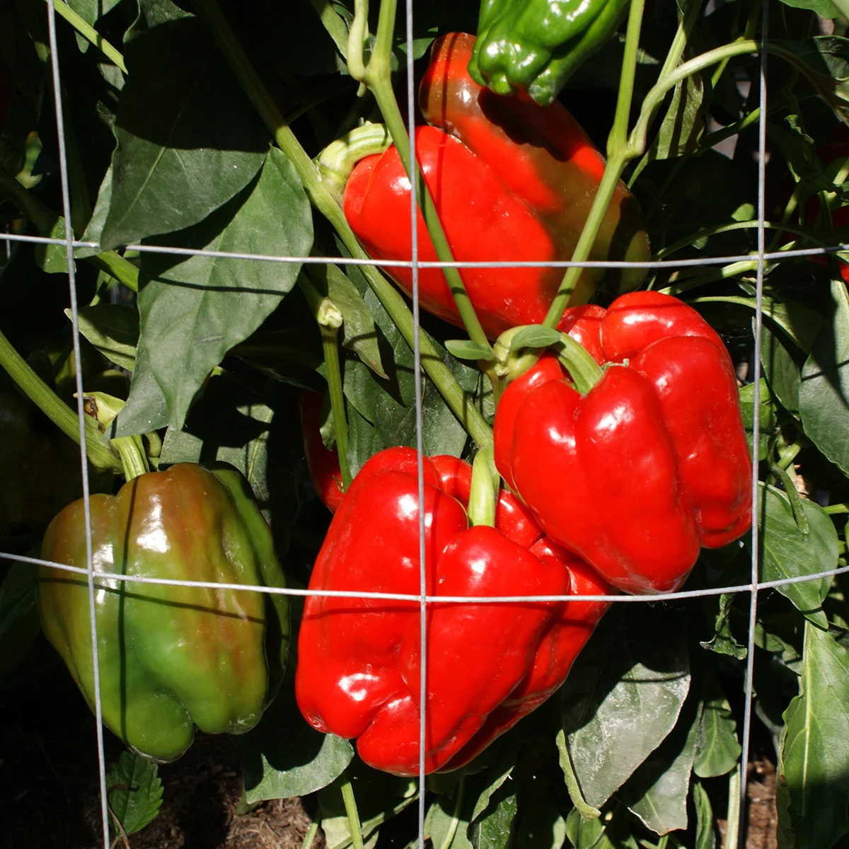 Antep Aci Dolma – Image 3