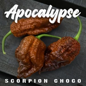 Apocalypse Scorpion Choco