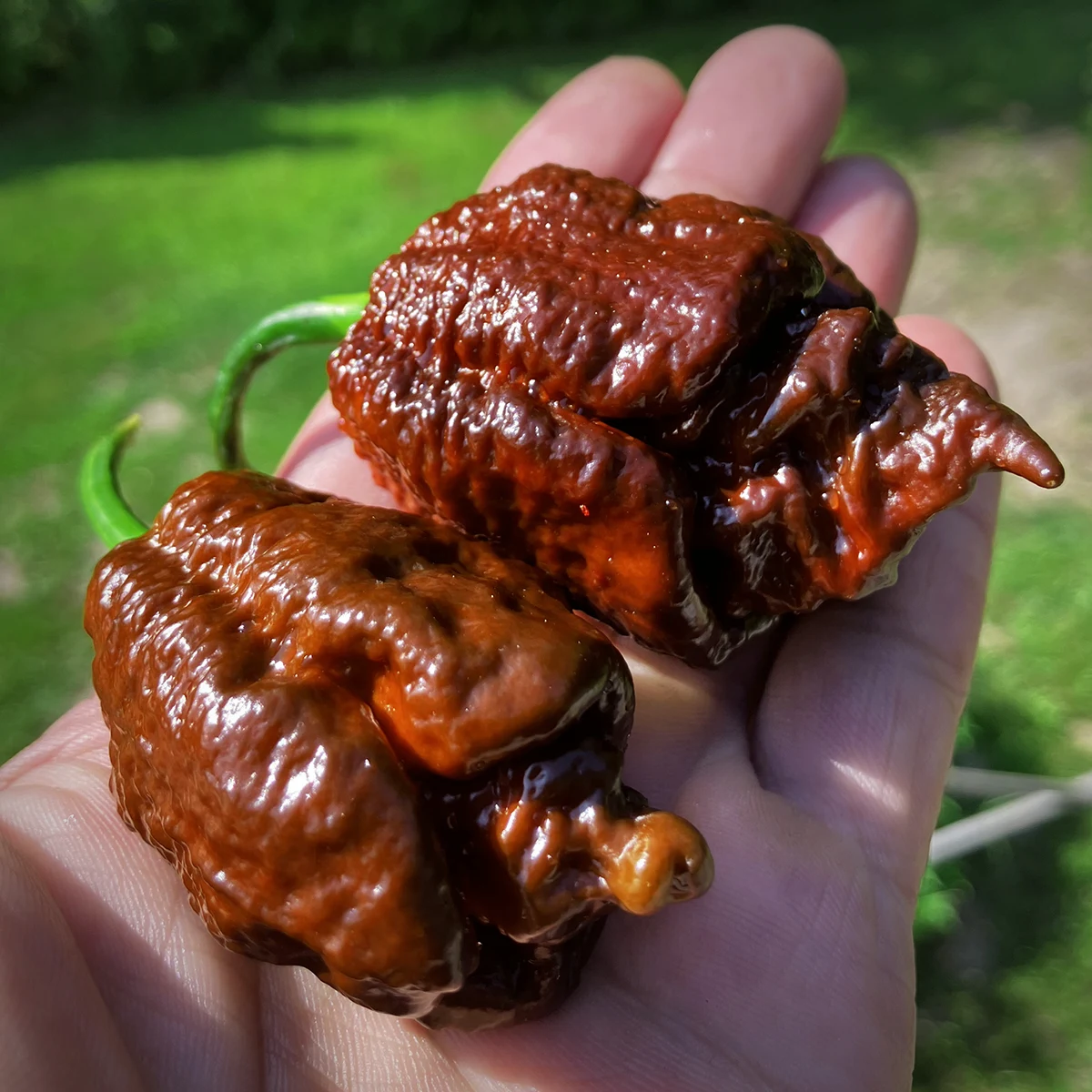 Apocalypse Scorpion Choco – Image 2
