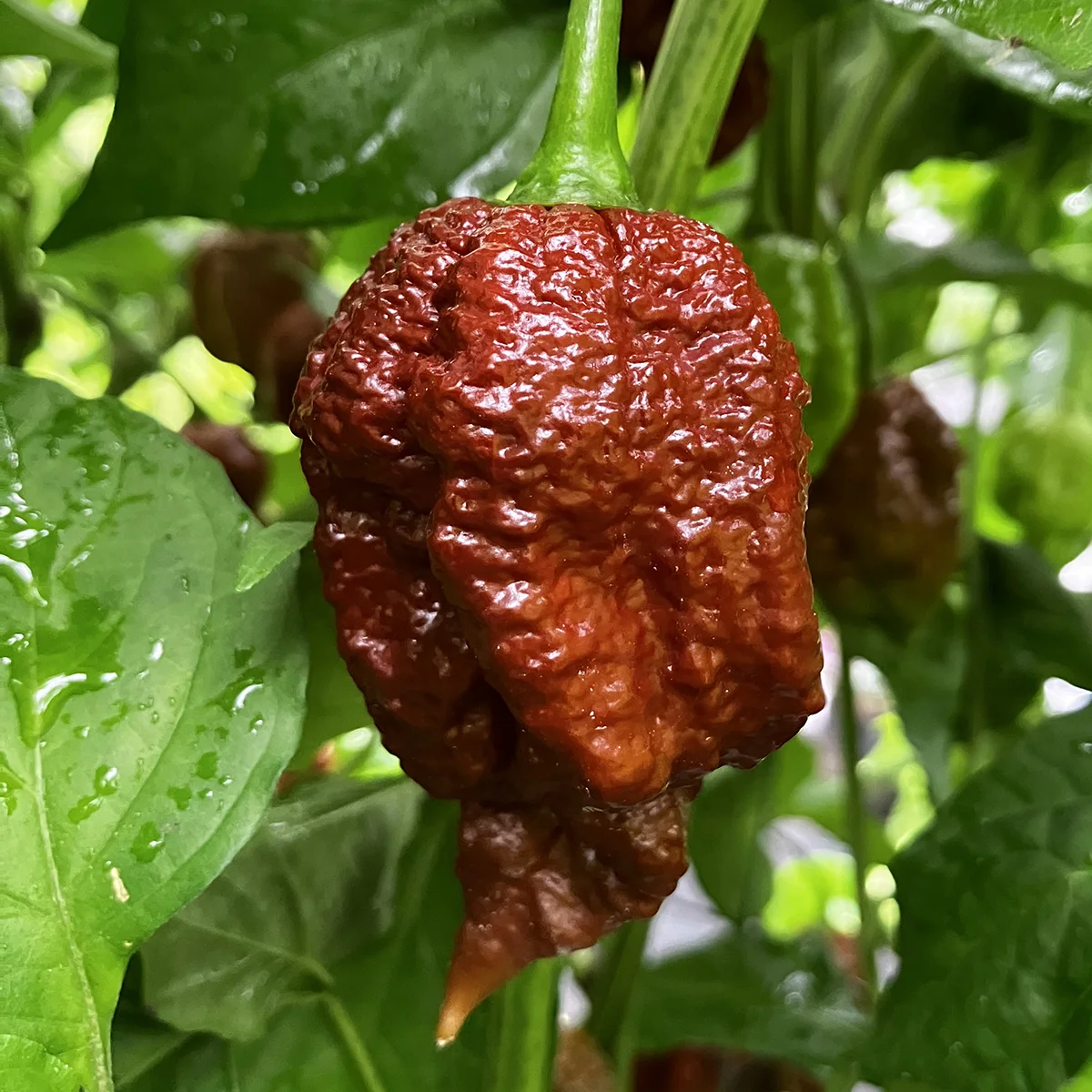 Apocalypse Scorpion Choco – Image 3