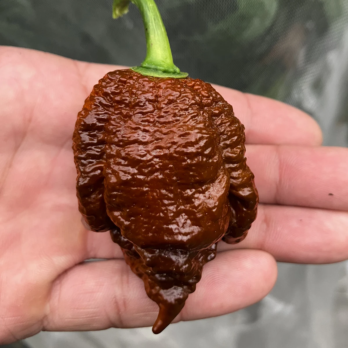 Apocalypse Scorpion Choco – Image 5