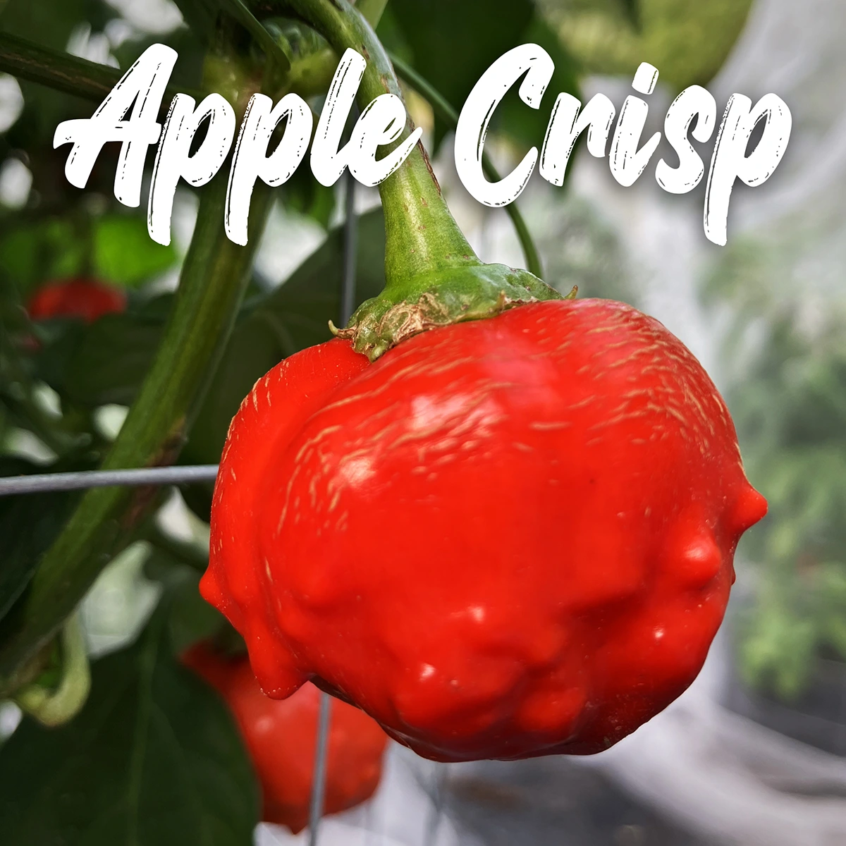 Apple Crisp