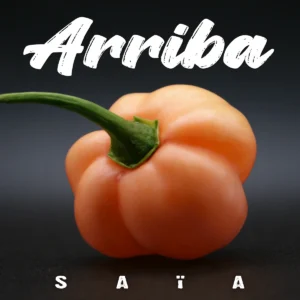Arriba Saia