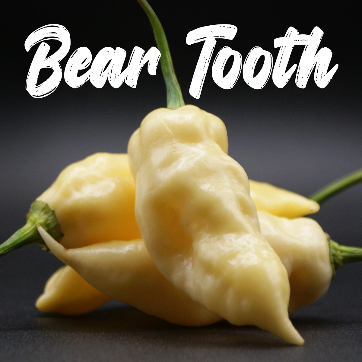 Bear Tooth
