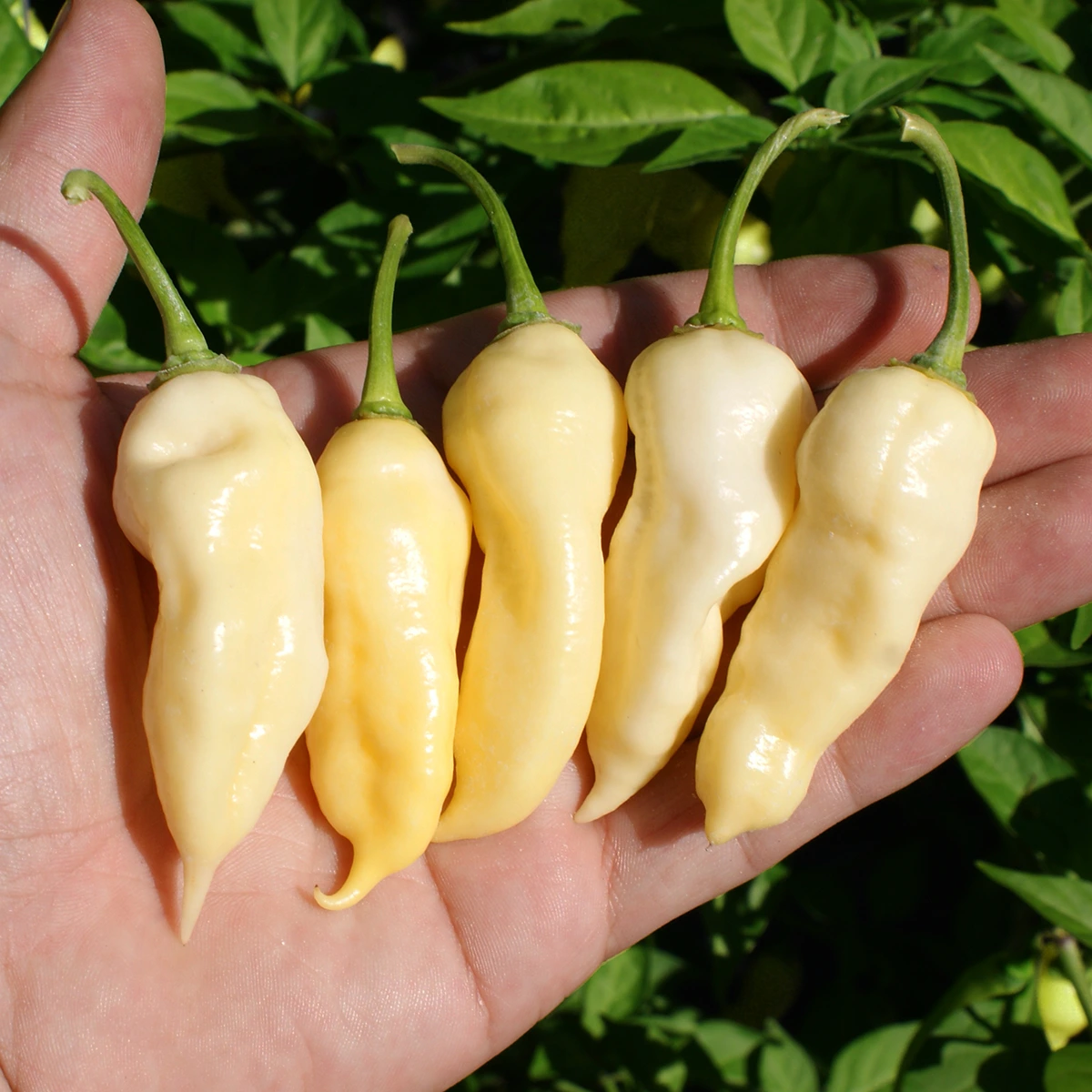 Bear Tooth – Image 2