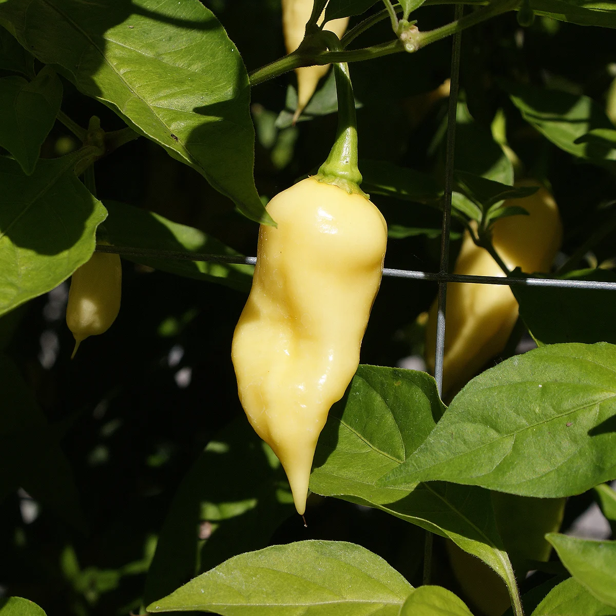 Bear Tooth – Image 3