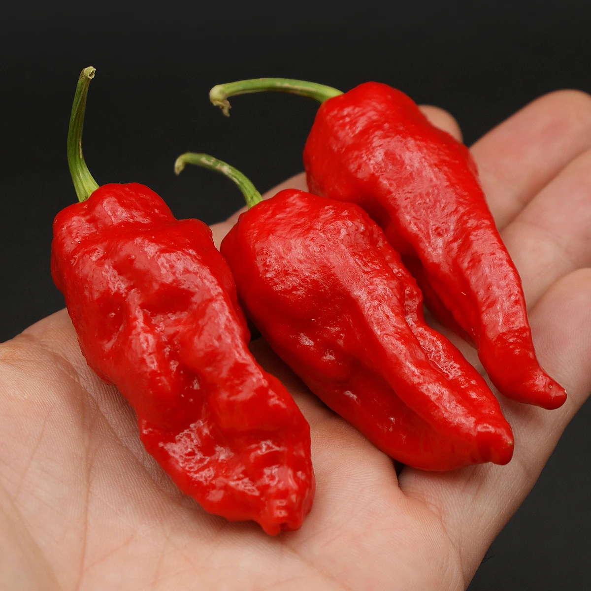Bhut Jolokia – Image 2