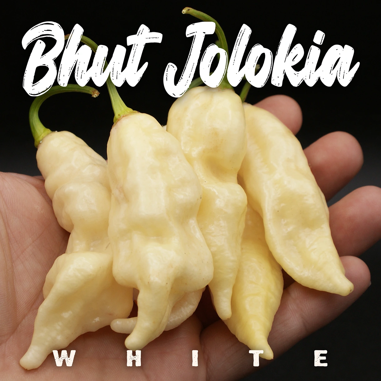 Bhut Jolokia White