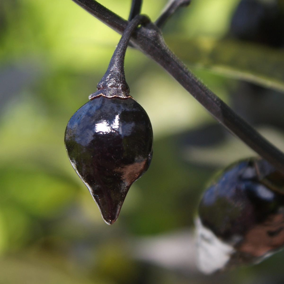Biquinho Black – Image 3