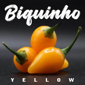 Biquinho Yellow