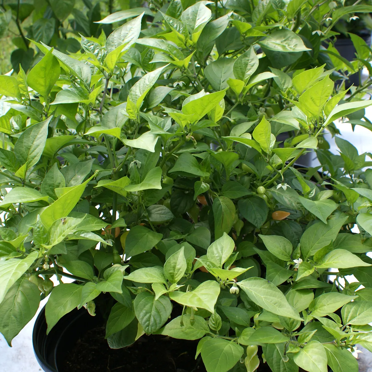 Biquinho Yellow – Image 2