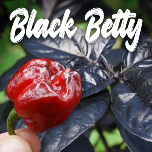 Black Betty