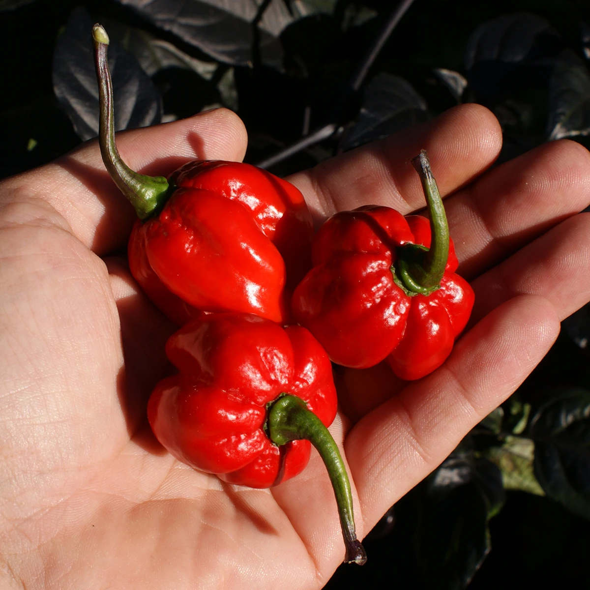 Black Betty – Image 6