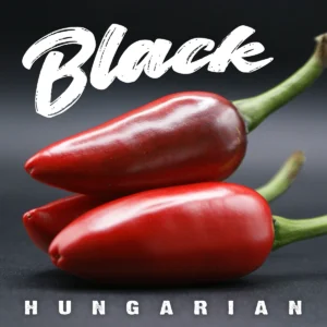 Black Hungarian