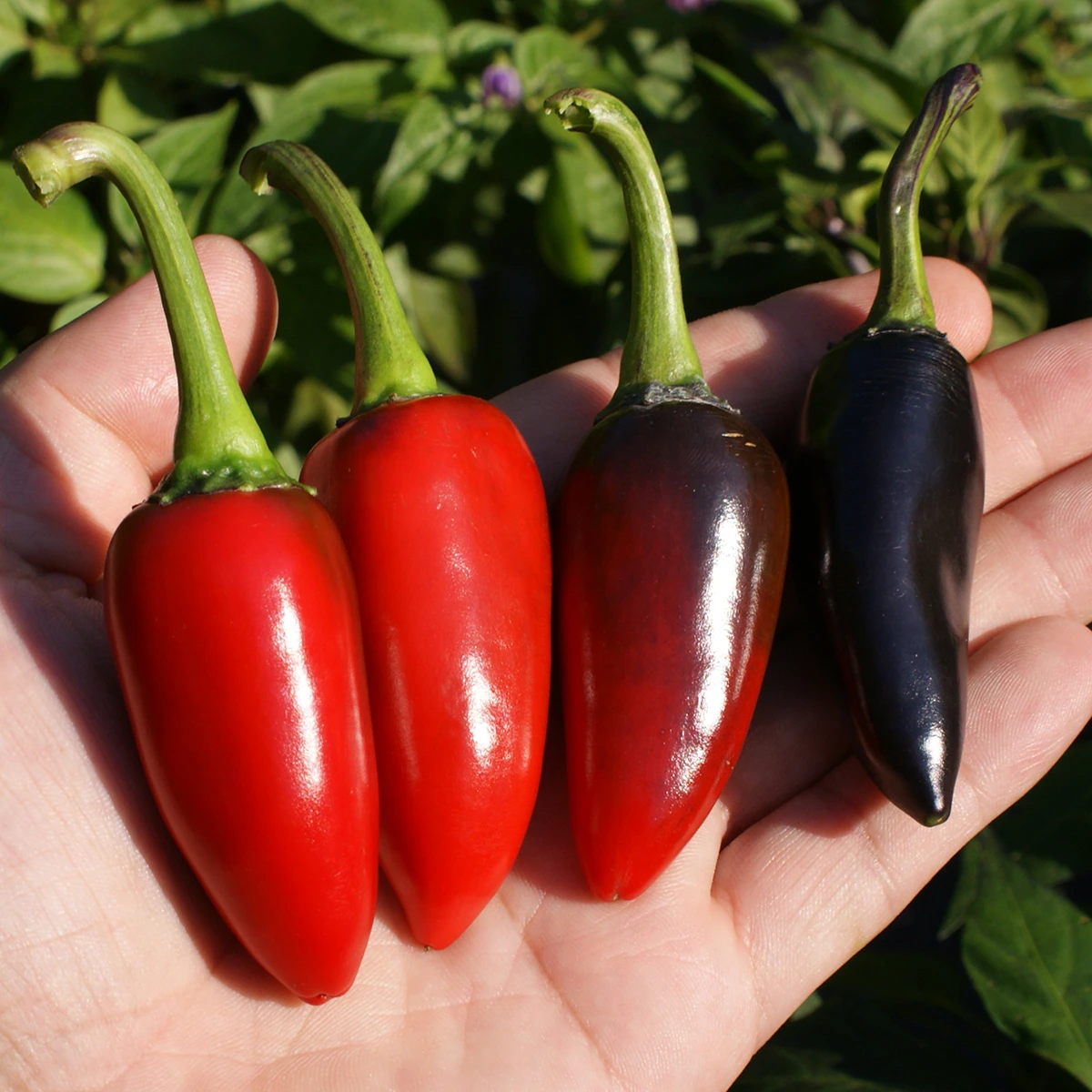 Black Hungarian – Image 2