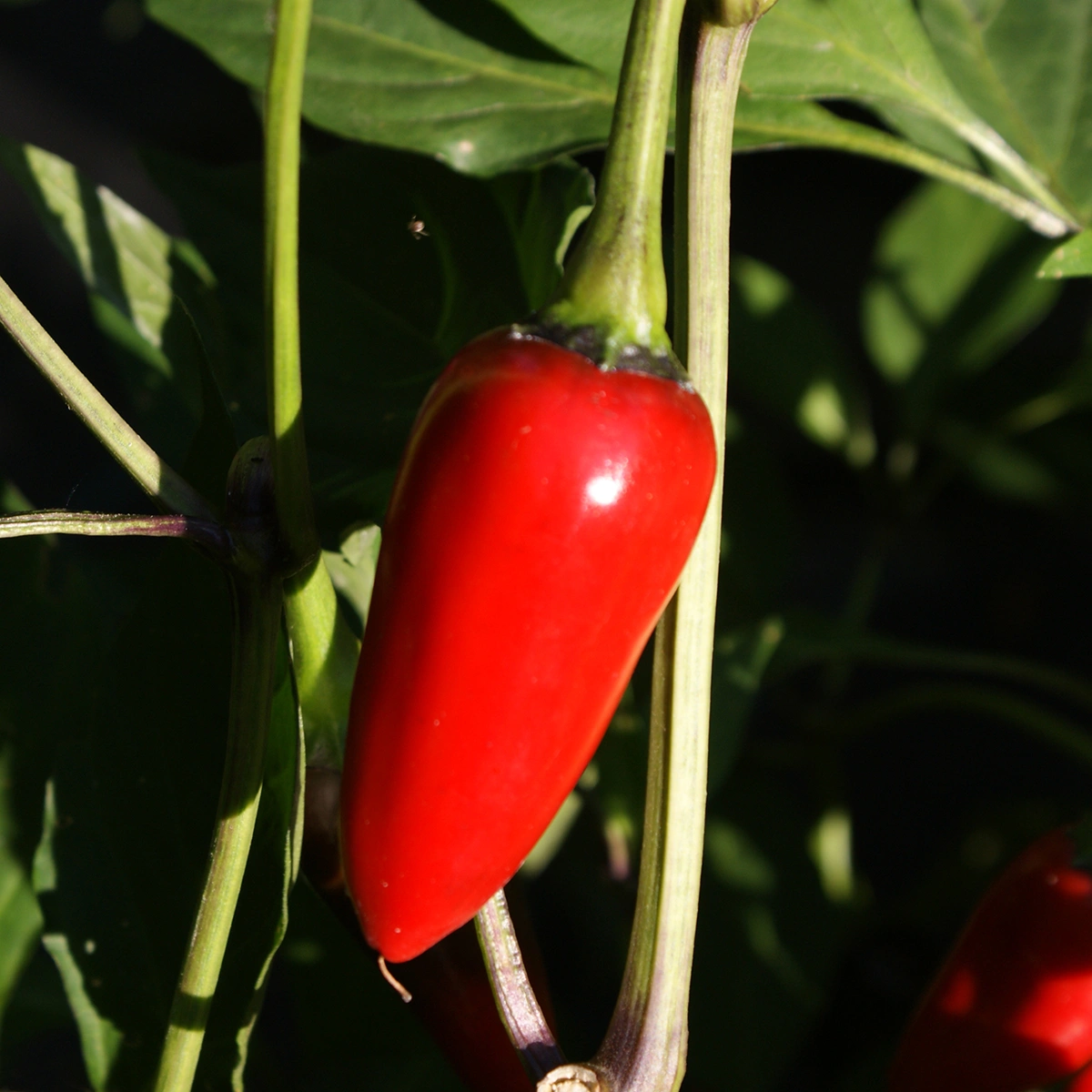 Black Hungarian – Image 3