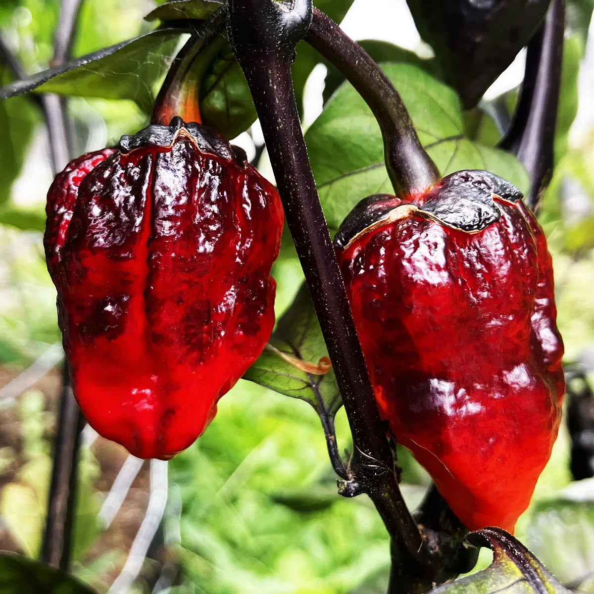 Black Medullagum – Image 3