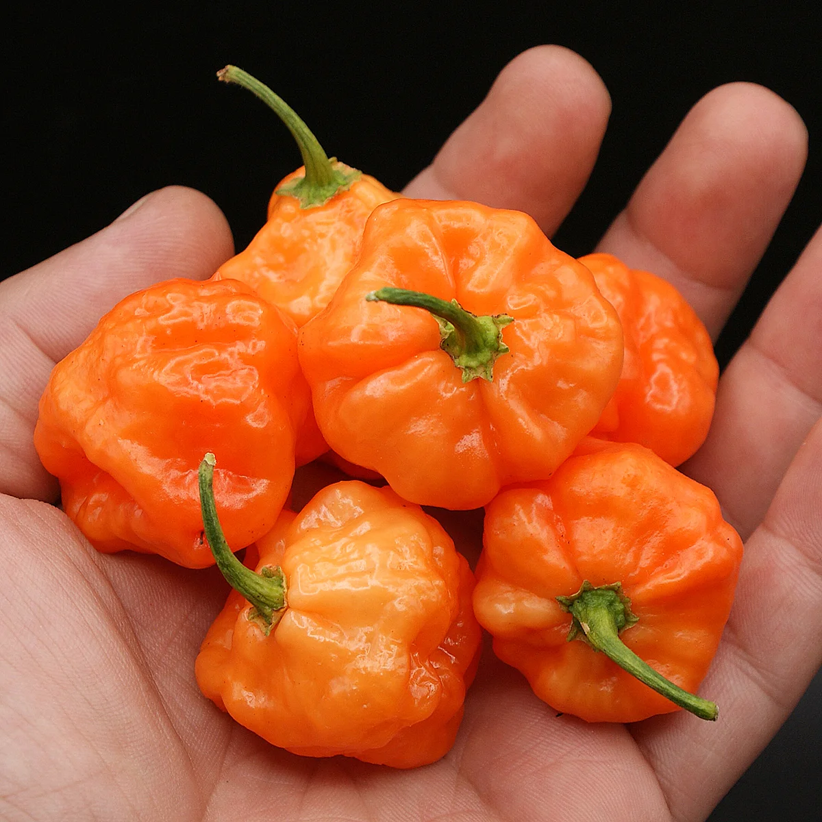 Blob Orange – Image 2