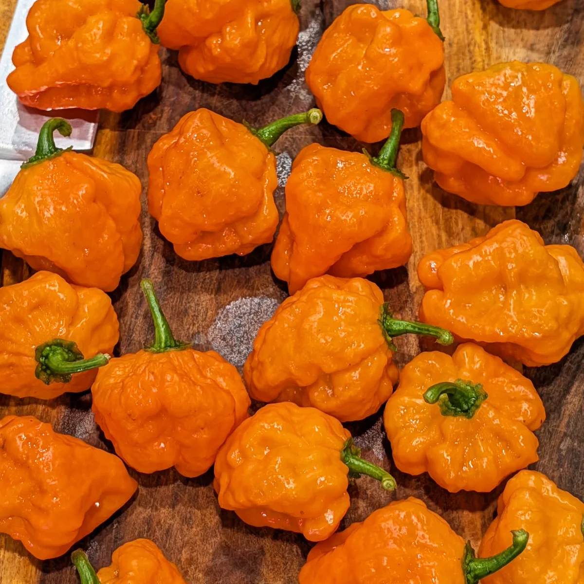 Blob Orange – Image 6