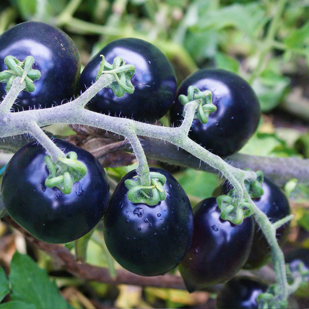 Blue Marzano – Image 5