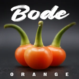 Bode Orange