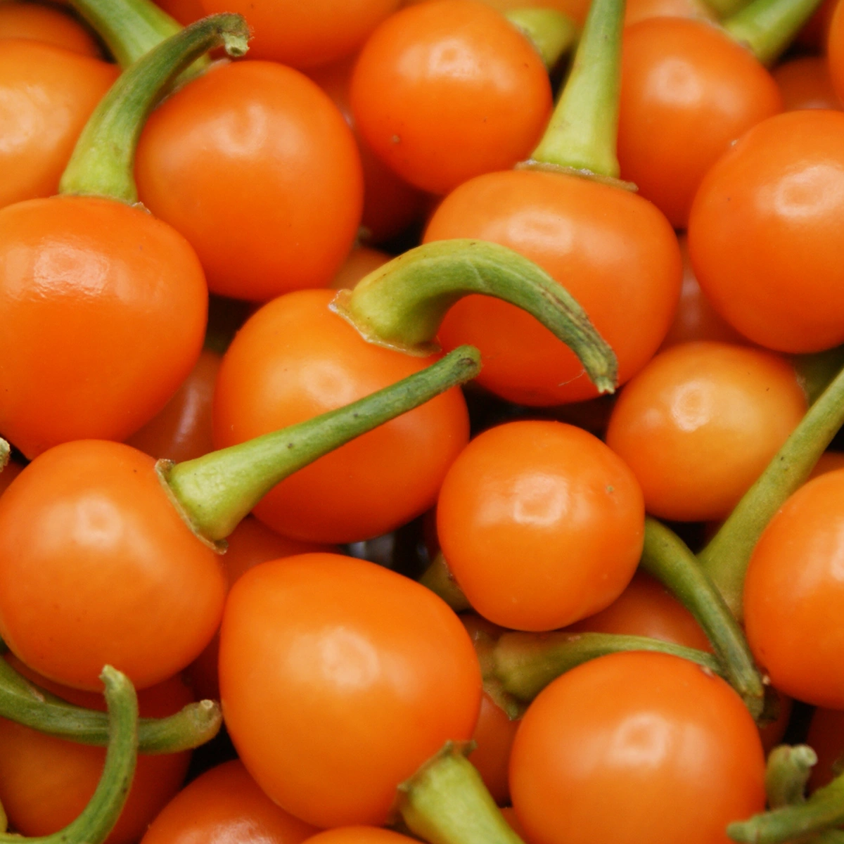 Bode Orange – Image 4