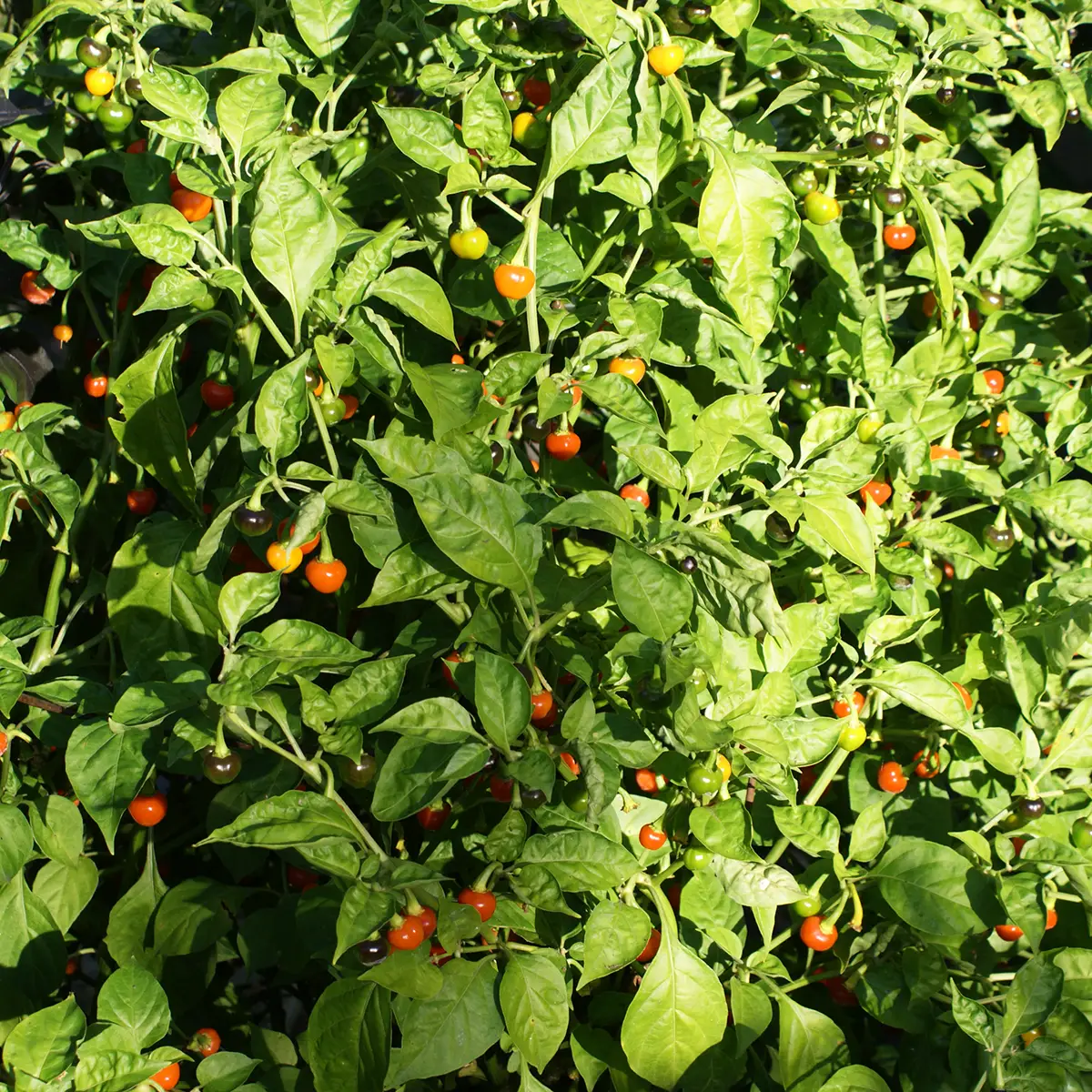 Bode Orange – Image 6