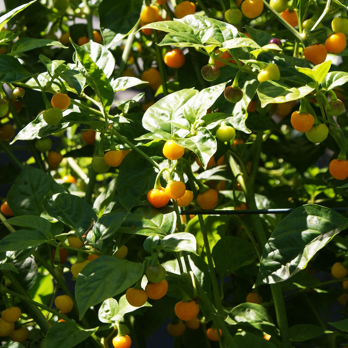 Bode Yellow – Image 4