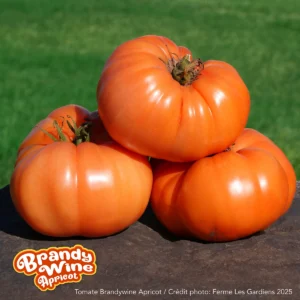 Brandywine Apricot