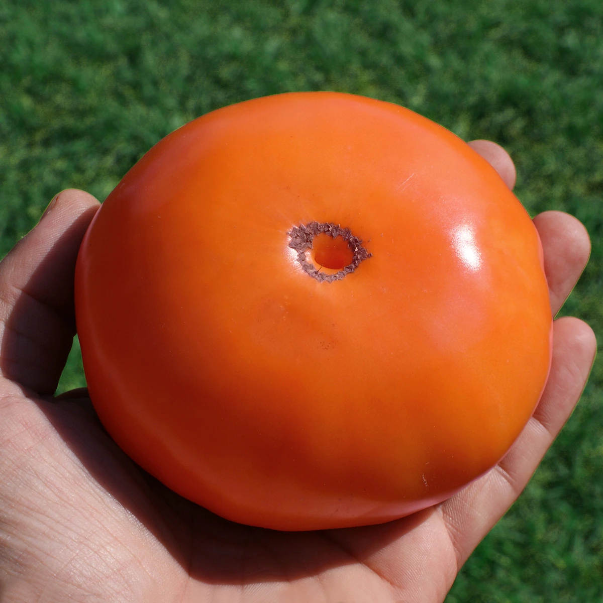 Brandywine Apricot – Image 3