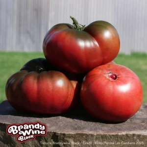 Brandywine Black