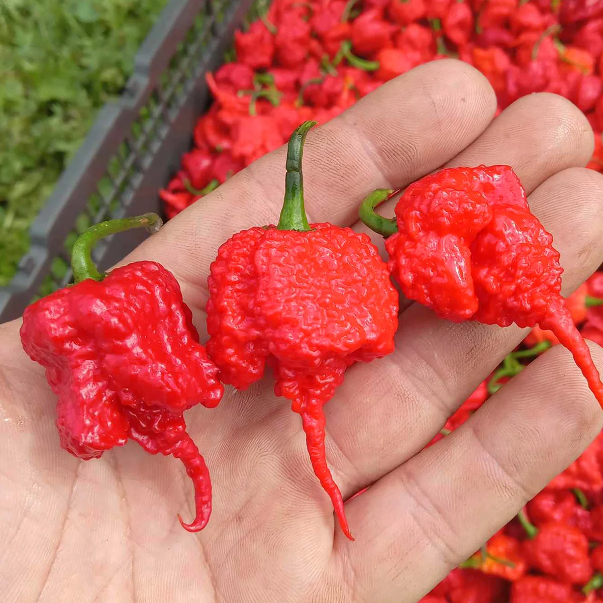 Carolina Reaper – Image 2