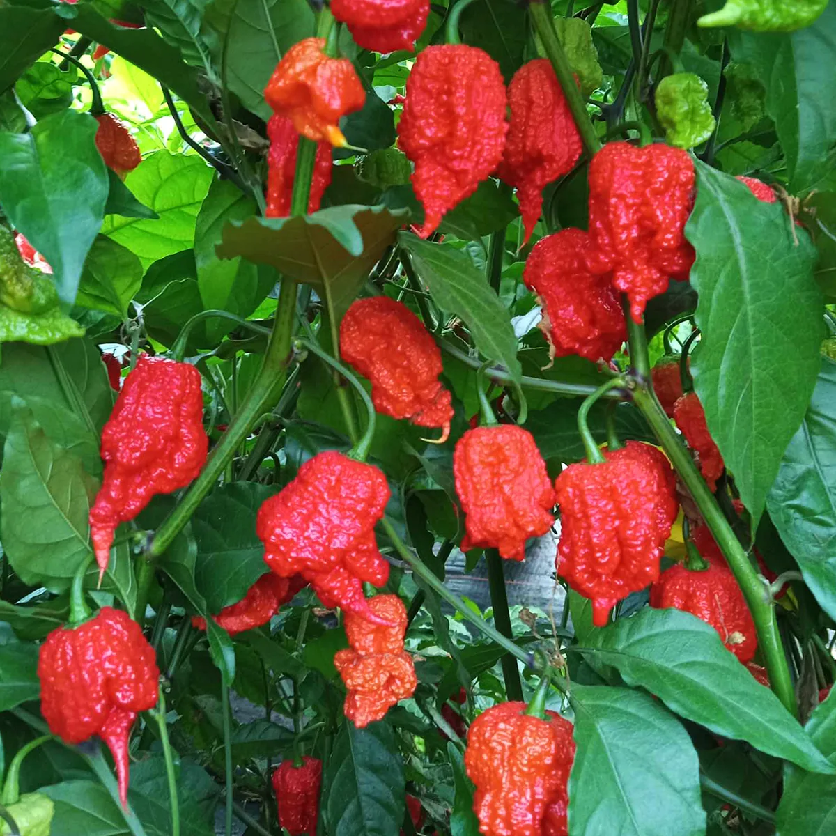 Carolina Reaper – Image 3