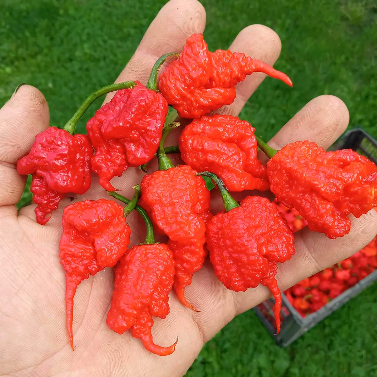 Carolina Reaper – Image 4