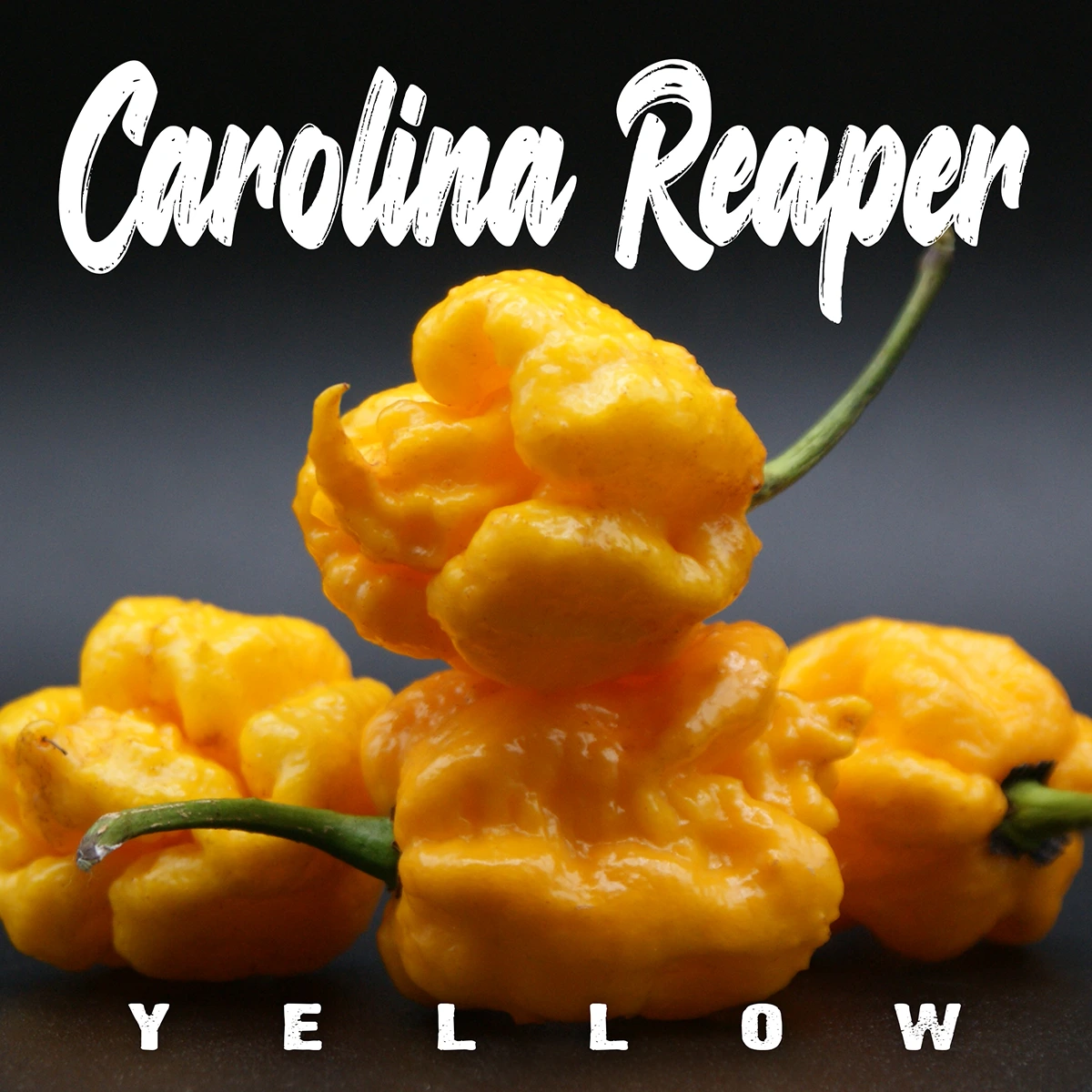 Carolina Reaper Yellow