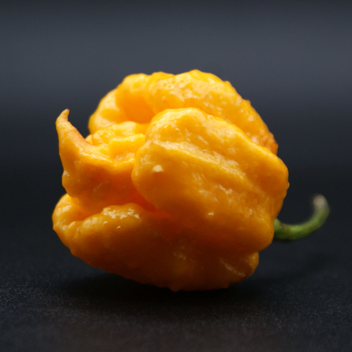 Carolina Reaper Yellow – Image 2