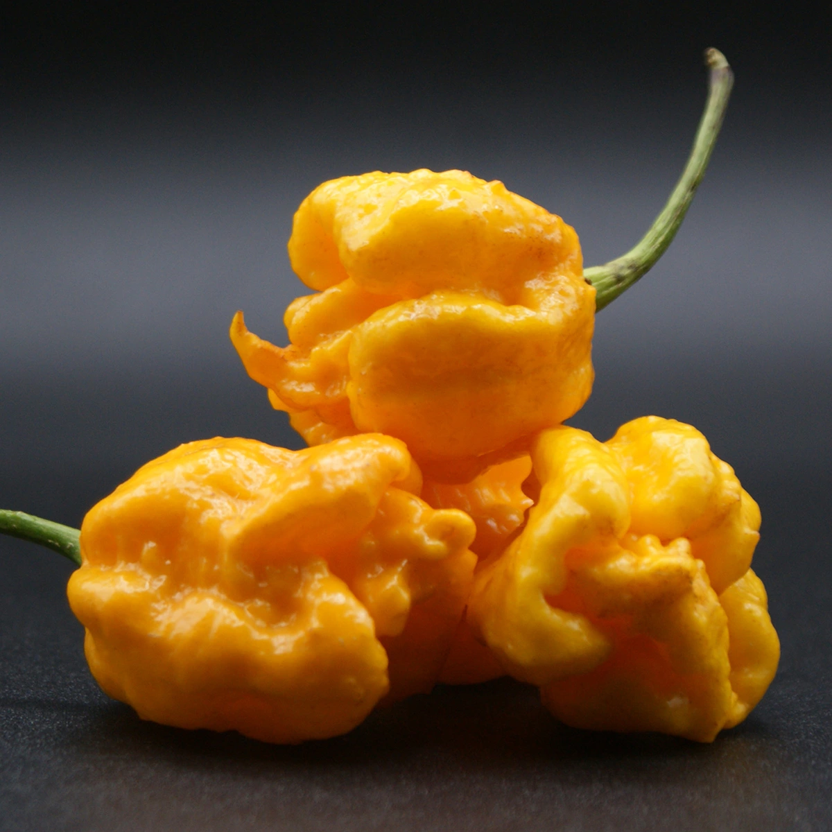 Carolina Reaper Yellow – Image 3