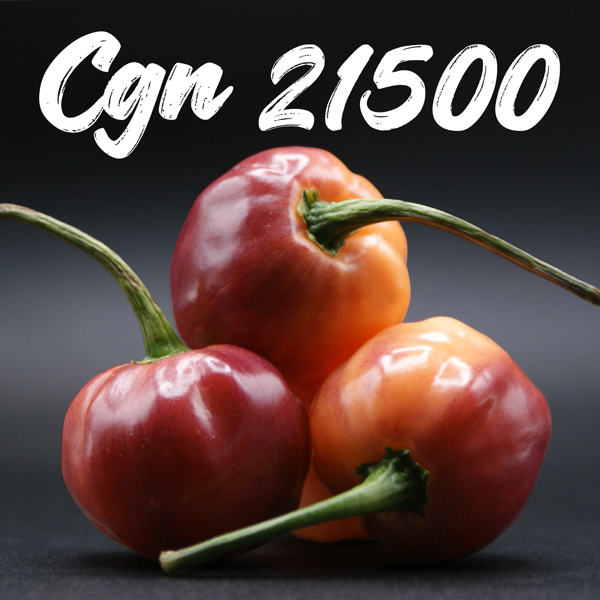 Cgn 21500