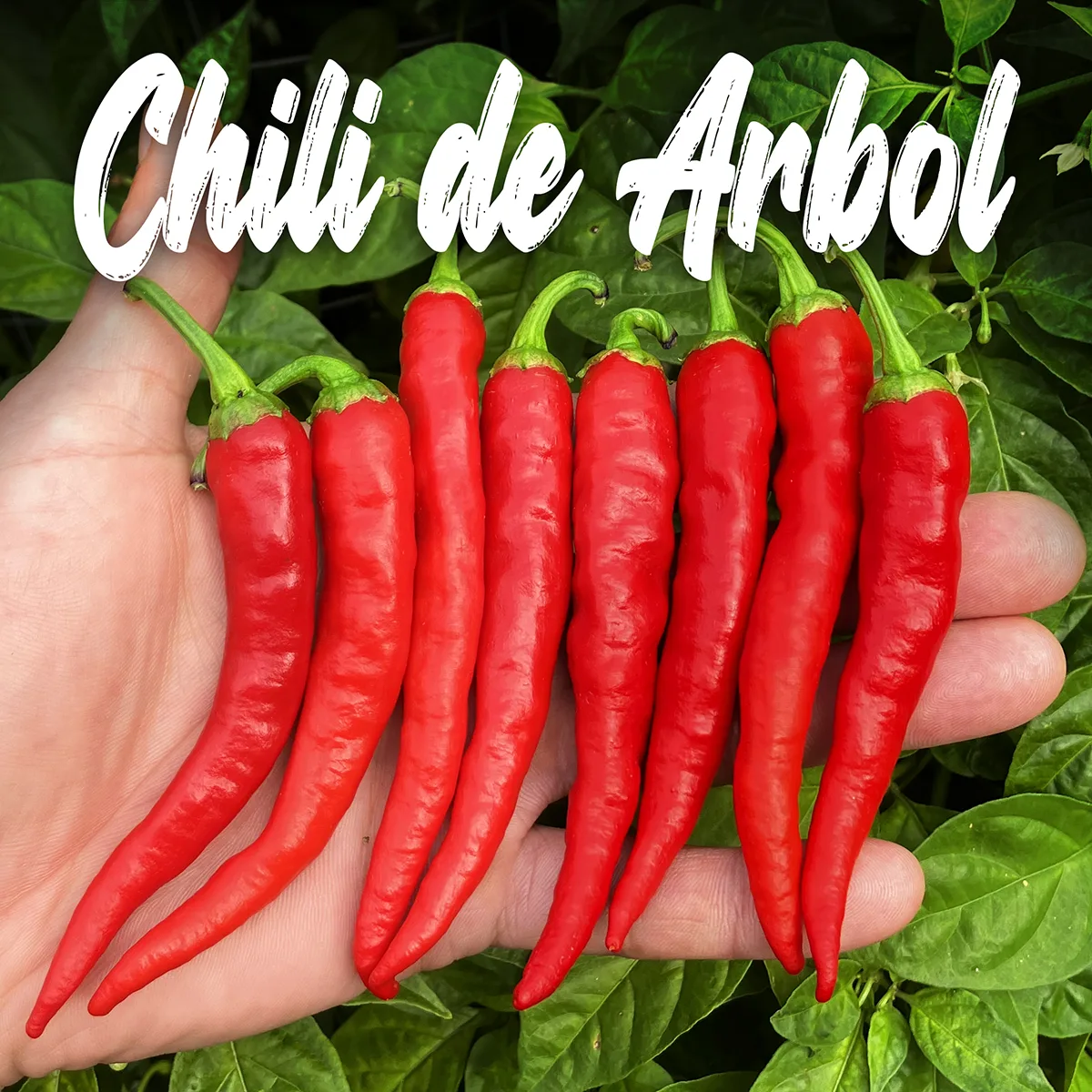 Chili de Arbol