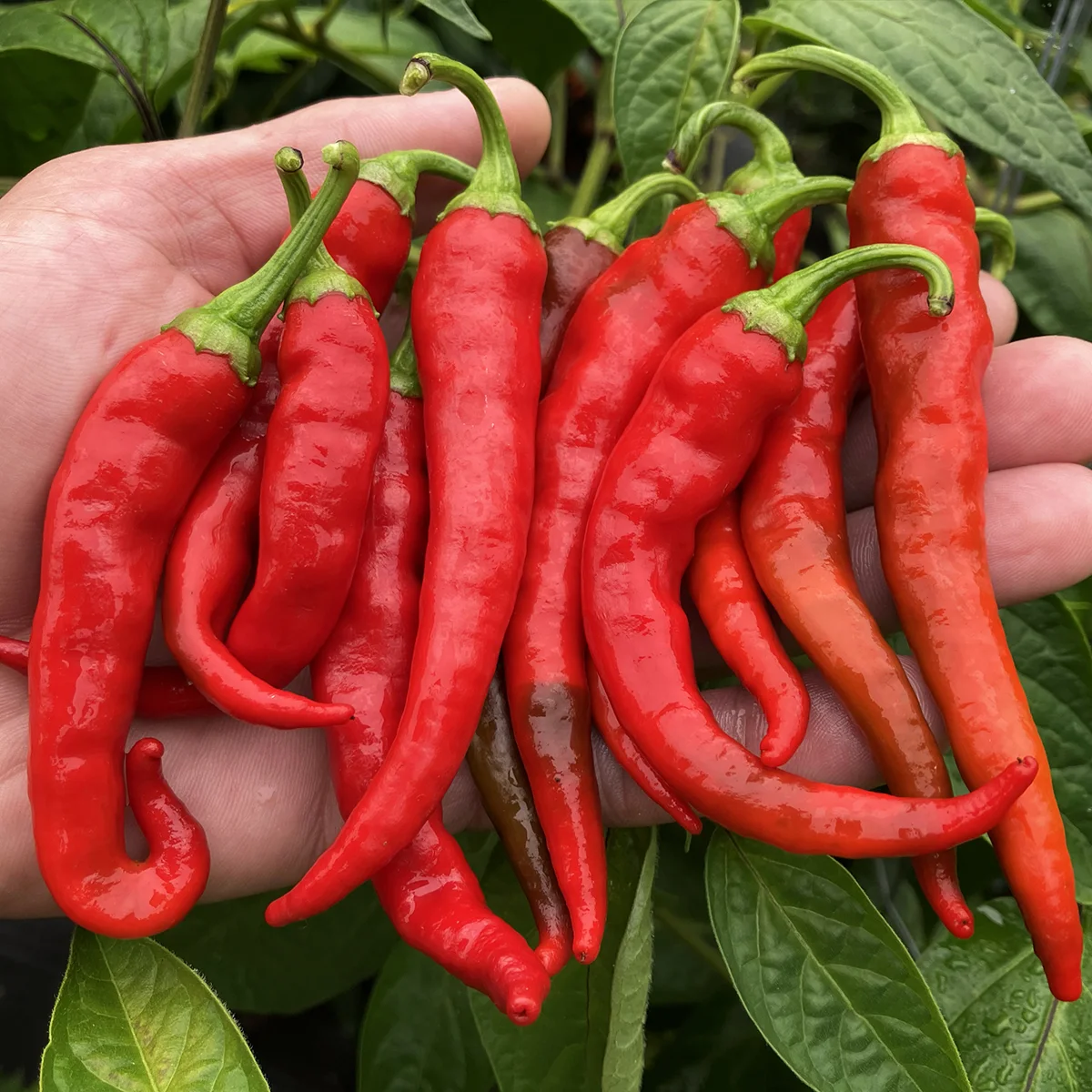 Chili de Arbol – Image 3