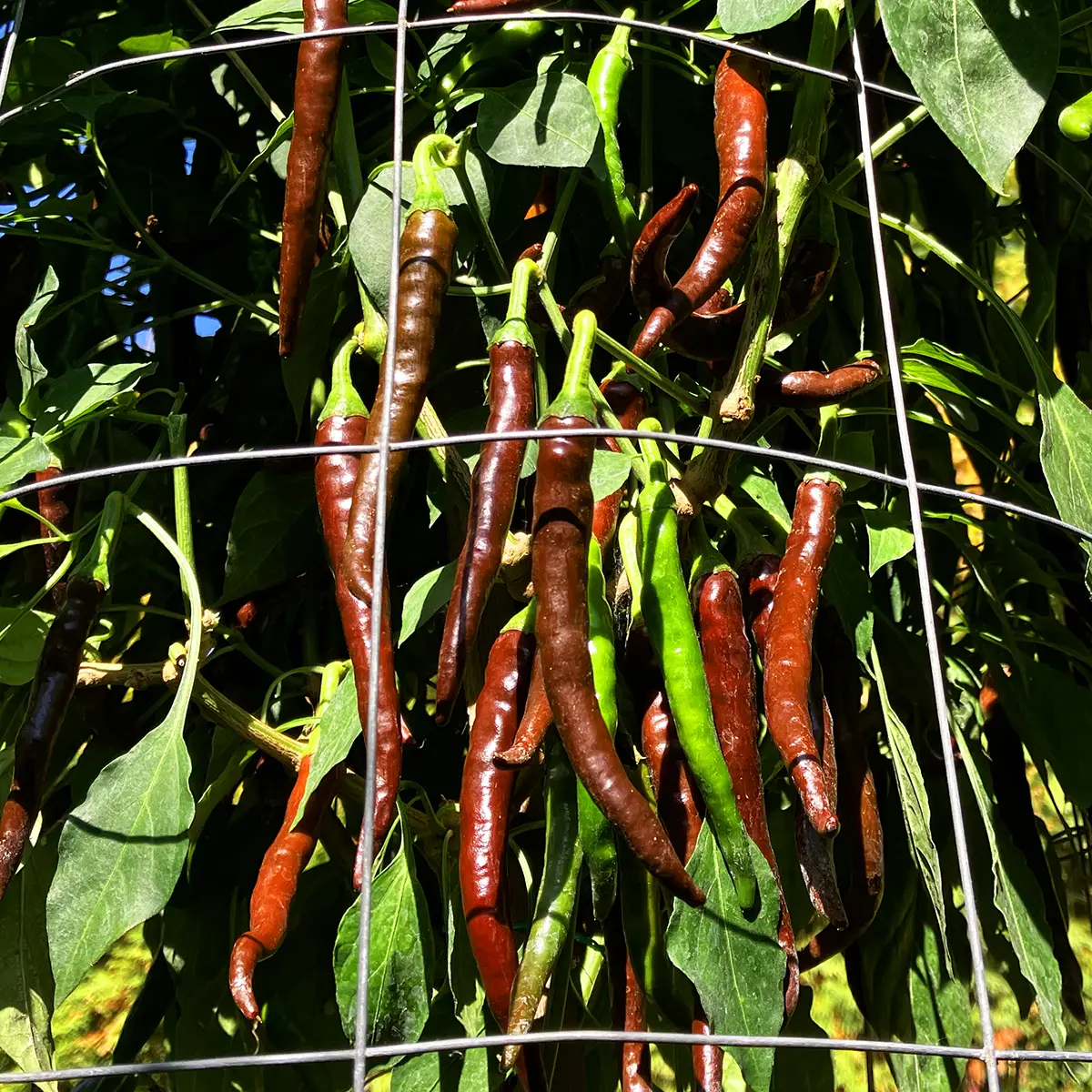 Chili de Arbol Chocolate – Image 2