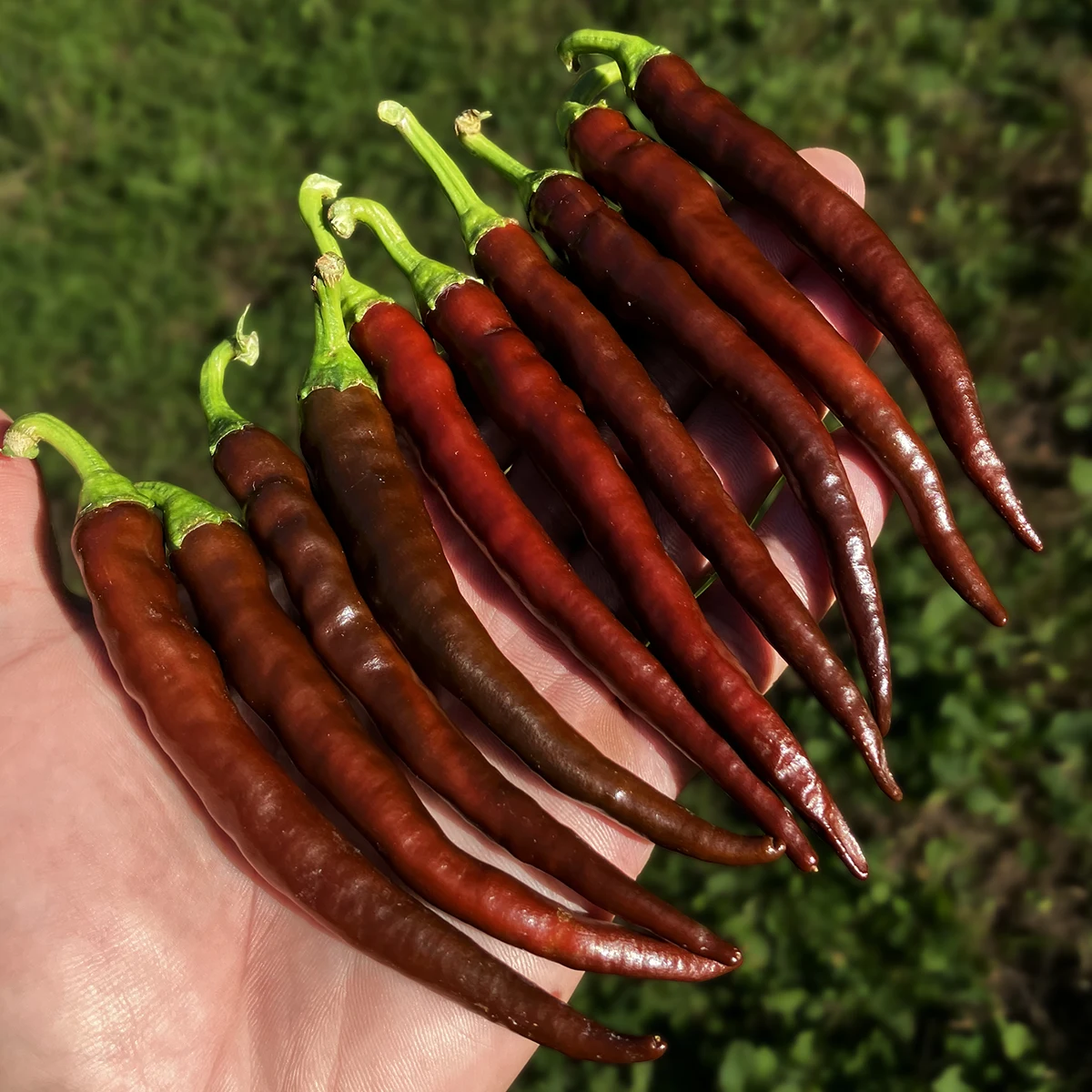 Chili de Arbol Chocolate – Image 3