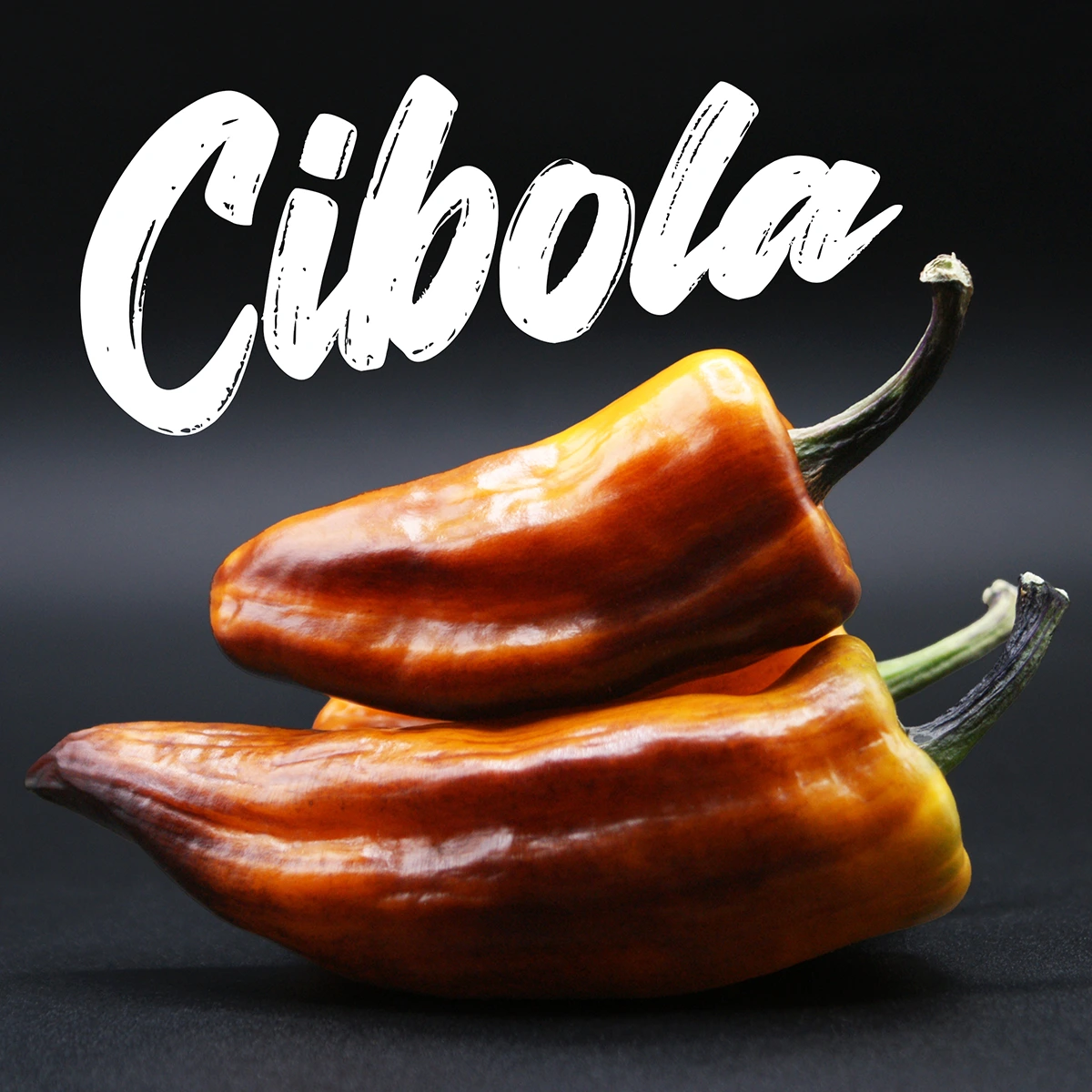 Cibola