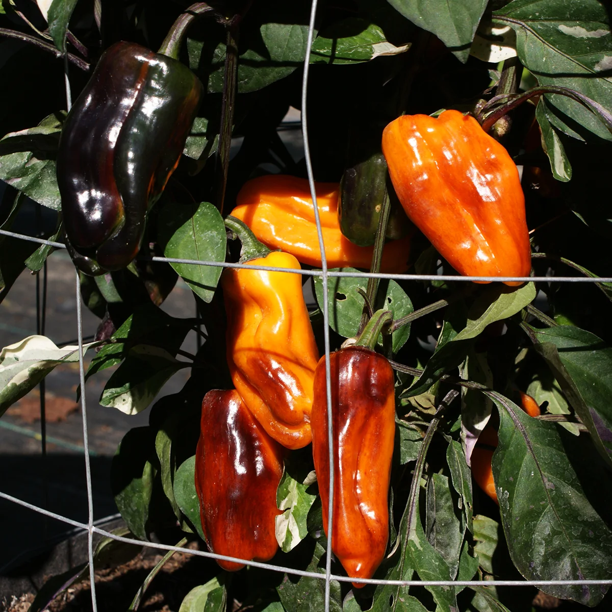 Cibola – Image 4