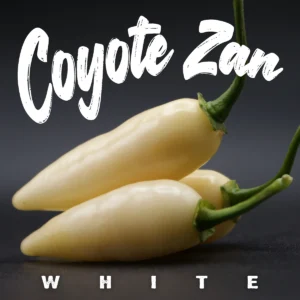 Coyote Zan White