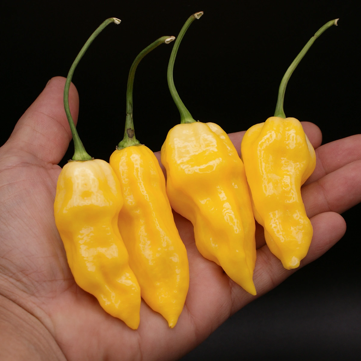 Devil’s Tongue Yellow – Image 2