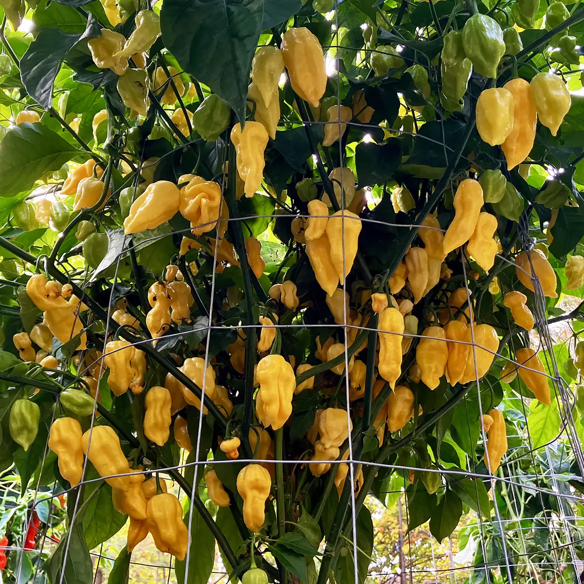 Devil’s Tongue Yellow – Image 3