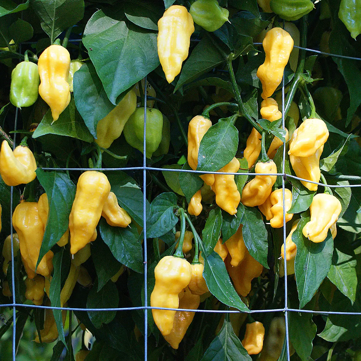 Devil’s Tongue Yellow – Image 4