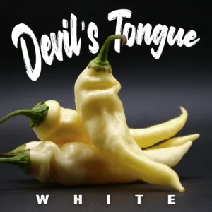 Devil’s Tongue White